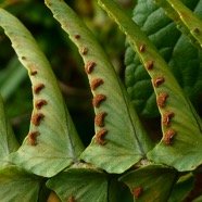 Nephrolepis undulata.JPG