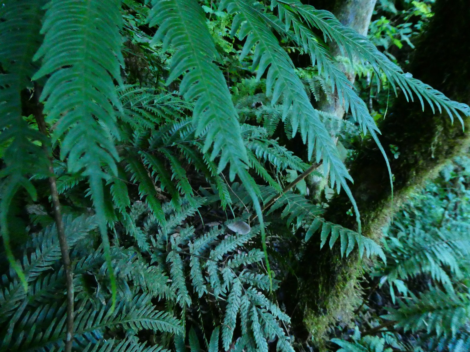 Pteris scabra (1).JPG