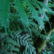 Pteris scabra (1).JPG