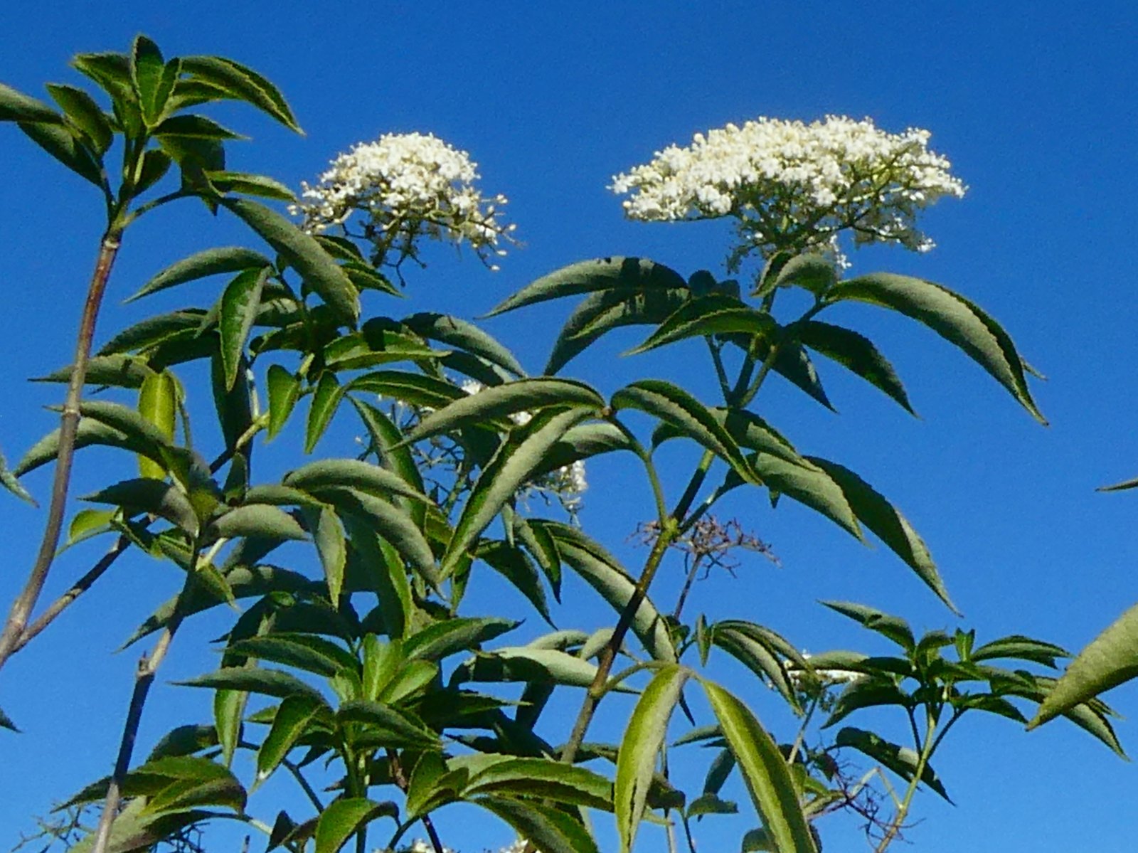Sambucus canadensis.JPG