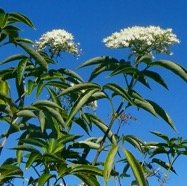 Sambucus canadensis.JPG