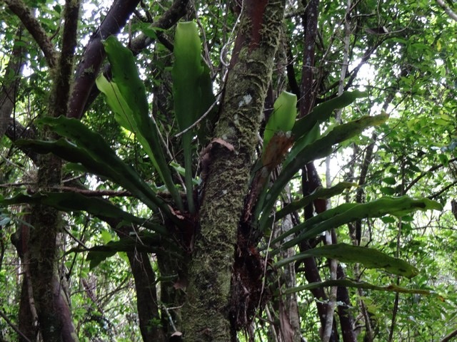 10 Antrophyum giganteum Langue de boeuf DSC00311-1