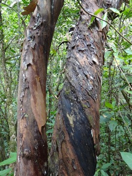 11 Aphloia theiformis Change e corce Tronc vrill� DSC00316