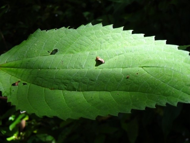 21 2 Boehmeria macrophylla Moyen l 'ortie d�tail feuille DSC00281