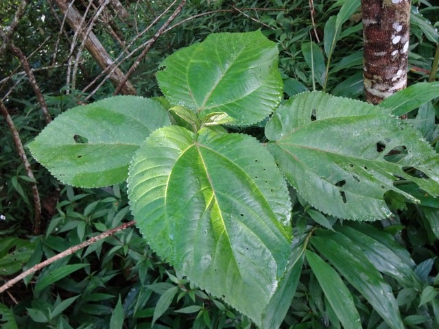 23 2 Boehmeria Bois de source petites dents  DSC00255