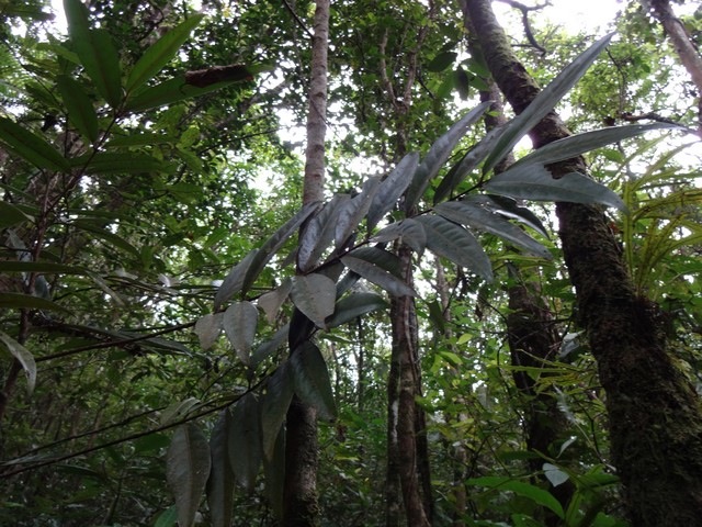 25 3 2 Cassine orientale Bois rouge  Feuilles adultes DSC00319