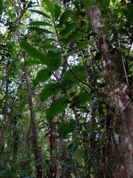 44 1 Elatostema fagifolium DSC00279