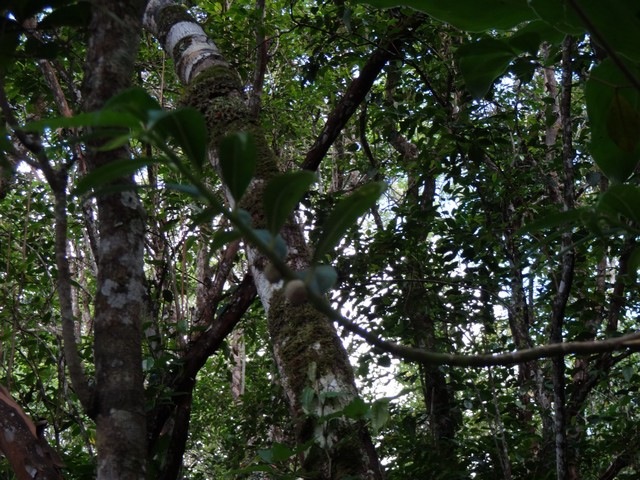 44 2 Elatostema fagifolium DSC00278