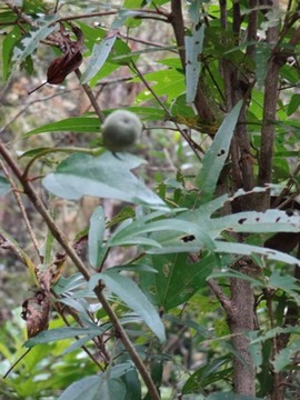 52 3 Hibiscus boryanus Foulsapate marron fruit DSC00372