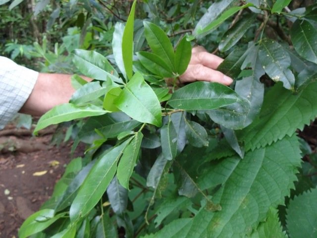 59 Melicope obtusifolia Gros patte poule feuille DSC00287
