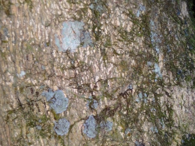 59 Melicope obtusilia Gros patte  poule Tronc d�tail DSC00286