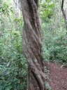 62 Nuxia verticillata Bois ma igre Tronc vrill� DSC00317