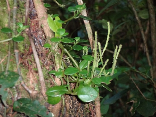 67 Peperomia Pourpier marron DSC00292