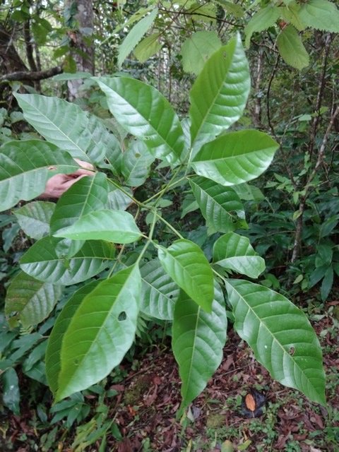 6 2 Allophylus borbonicus Bois de merle DSC00374