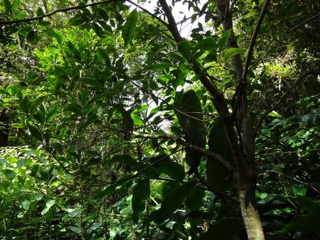 73 1  Pittosporum senacia Bois de joli coeur ensemble DSC00304