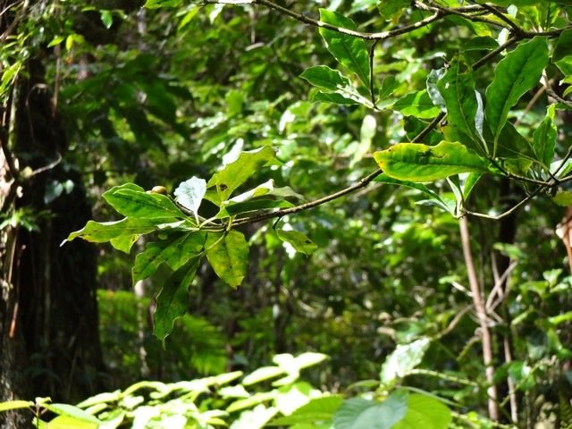 73 2  Pittosporum senacia Bois de joli coeur feuilles  DSC00305