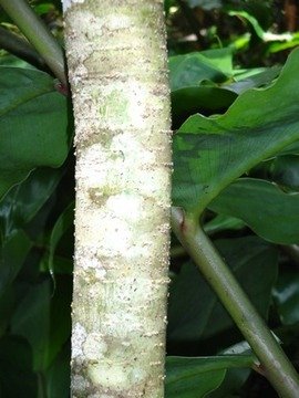 73 5  Pittosorum senacia Bois de Joli coeur Tronc DSC00306