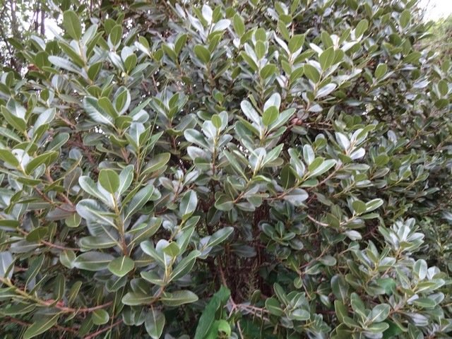 85 1 Dideroxylon borbonicum B ois de fer b�tard DSC00386