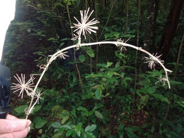 86 Smilax anceps croc de chien  inflorescence fan�e DSC00333