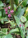 BAc- Calanthe sylvatica- Orchidac�e- I