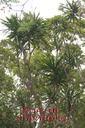 BAc- Bois de chandelle- Dracaeana reflexa -Ruscac�e-I