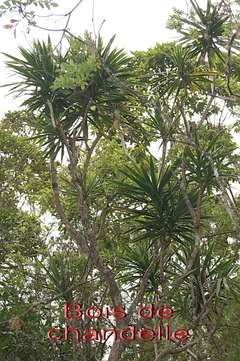 BAc- Bois de chandelle- Dracaeana reflexa -Ruscac�e-I