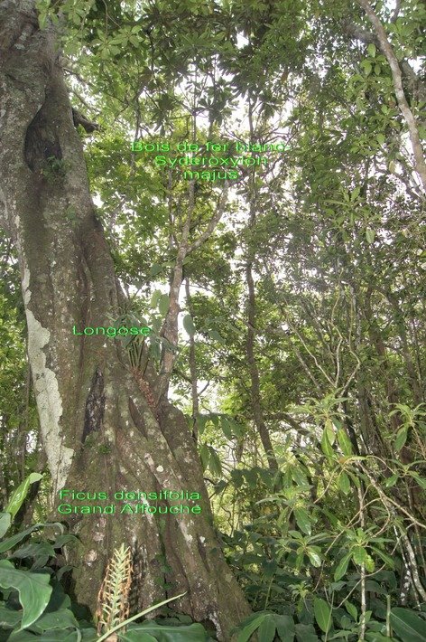 BAc- Bois de fer blanc poussant sur un Ficus