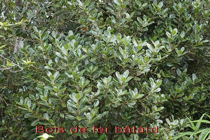 BAc- Bois de fer b�tard- Siderox ylon borbonicum- Sapotac�e-E