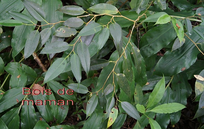BAc- Bois de maman- Maillardia borbonica- Morac�e-E