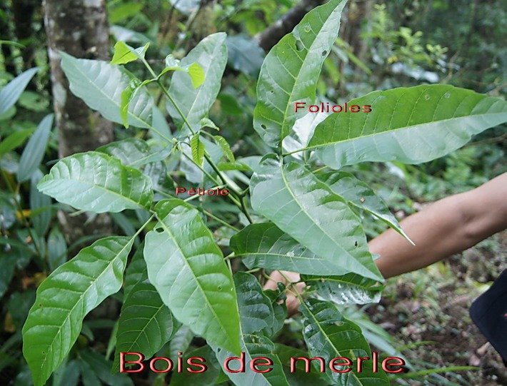 BAc- Bois de merle- Allophyllu s borbonicus- Sapindac�e-M