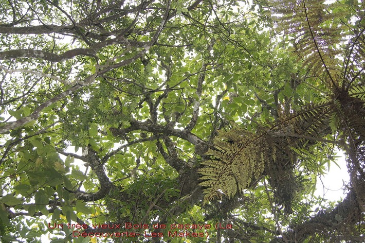 BAc- Bois de papaye- Polyscia s repanda- Araliac�e- E