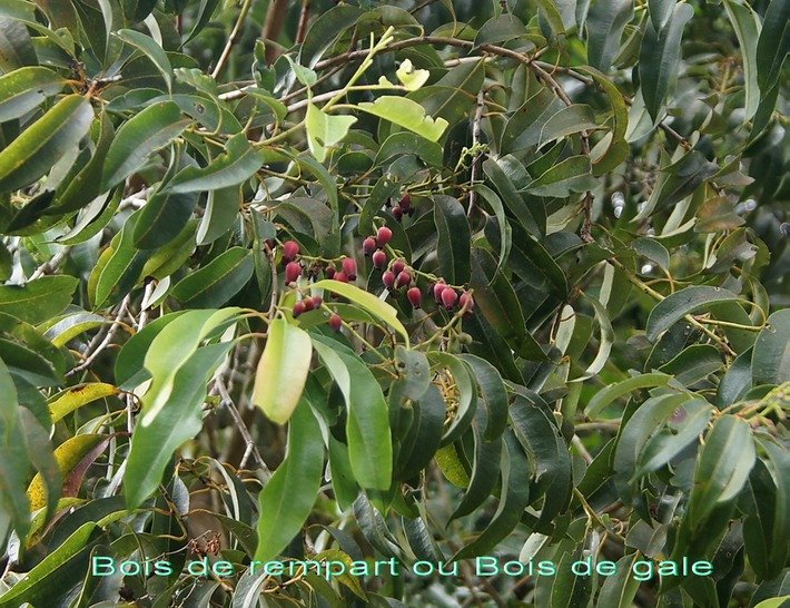 BAc- Bois de rempart- Agarista s alicifolia-Ericac�e-Indig�ne