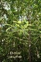 BAc- Bois jaune-Ochrosia borbonica-Apocynac�e-E