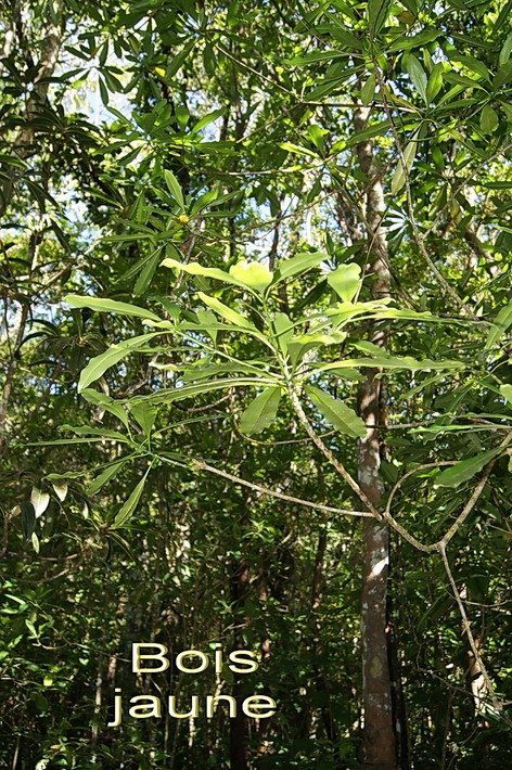 BAc- Bois jaune-Ochrosia borbonica-Apocynac�e-E