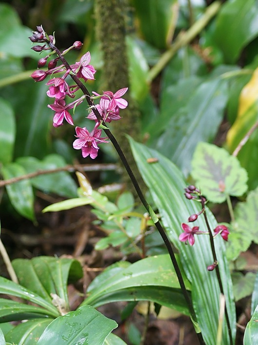 BAc- Calanthe sylvatica- Orchidac�e- I