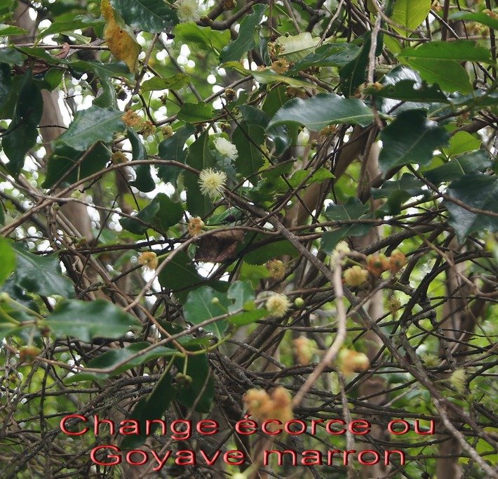 BAc- Change �corce- Aphloia  theiformis- Aphloiac�e- I