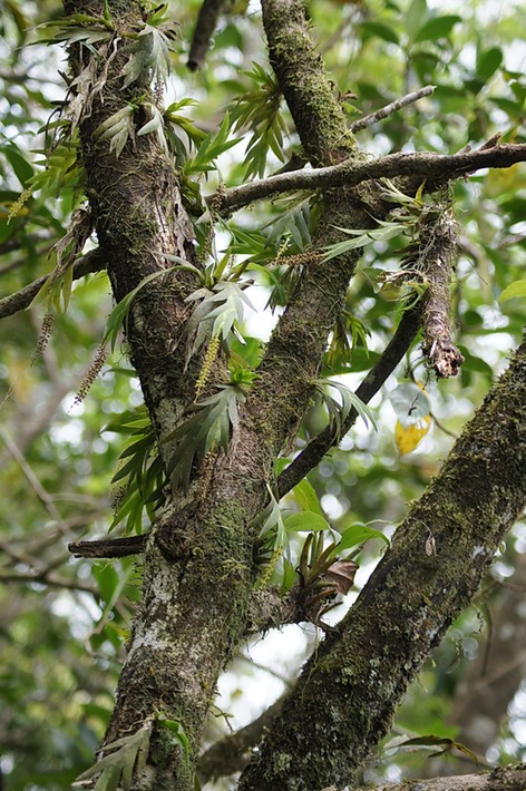 BAc- Des Orchid�es �piphytes