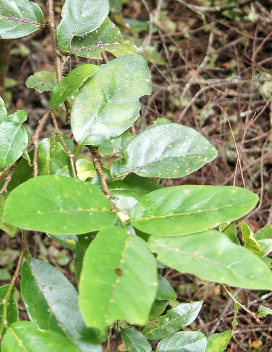 BAc- Domaties du Bois de cabri blanc