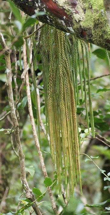 BAc- Epaulette-Huperzia ophioglossoides- Huperziac�e-I