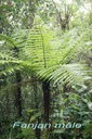 BAc- Fanjan m�le- Cyathea b orbonica- Cyatheac�e- I