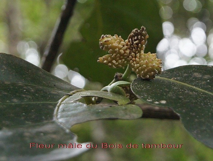 BAc- Fleur m�le du Bois de tambour- Tabourissa
