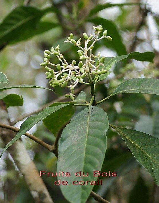 BAc- Infrutescence du Bois de Corail-  Chassalia corallioides- Rubiac�es-E