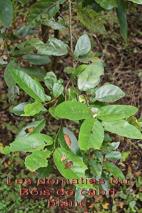 BAc- Les domaties du Bois de cabri blanc