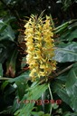 BAc- Longose-Hedychium gardn erianum -Zingib�rac�e-exo
