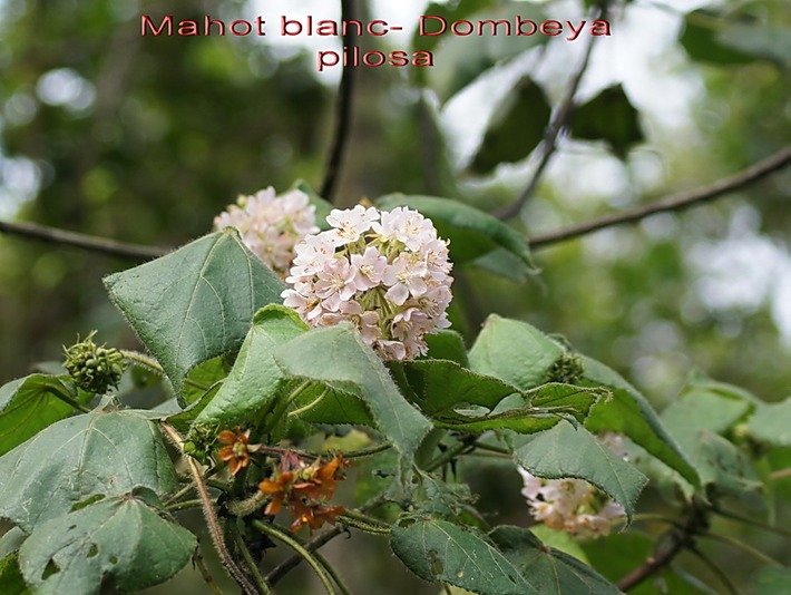 BAc- Mahot blanc- Dombeya pilosa - Malvac�e-E R-