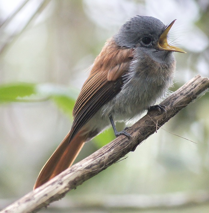 BAc- Oiseau la vierge -Tersiphone bourbonnensis-E