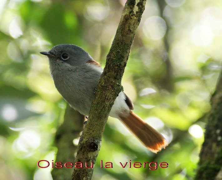 BAc- Oiseau la vierge