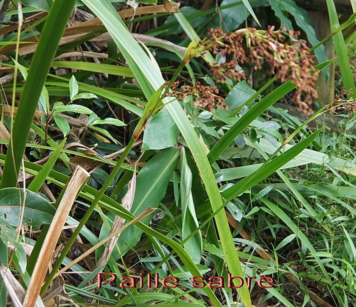 BAc- Paille sabre- Machaerina  iridifolia- Cyp�rac�e- I