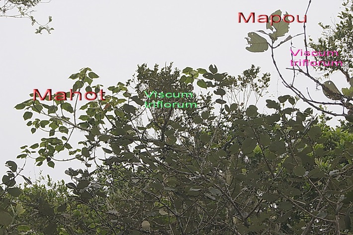 BAc- Viscum triflorum sur Mahot et Mapou