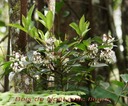 BAc-Bois de No�l - Ardisia crenata- Exo